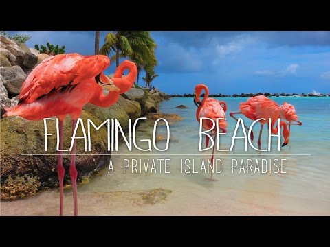 Flamingos On A Private Island | Renaissance Island ARUBA