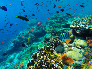 Batu Batong: The Best Snorkeling Of My Entire Life