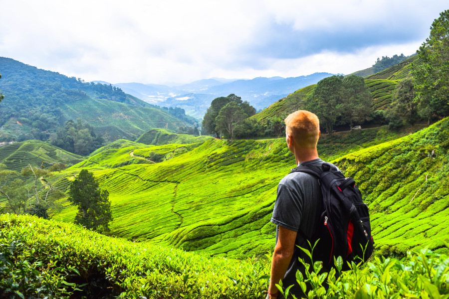 The Ultimate Backpacker's Guide to the Cameron Highlands, Malaysia