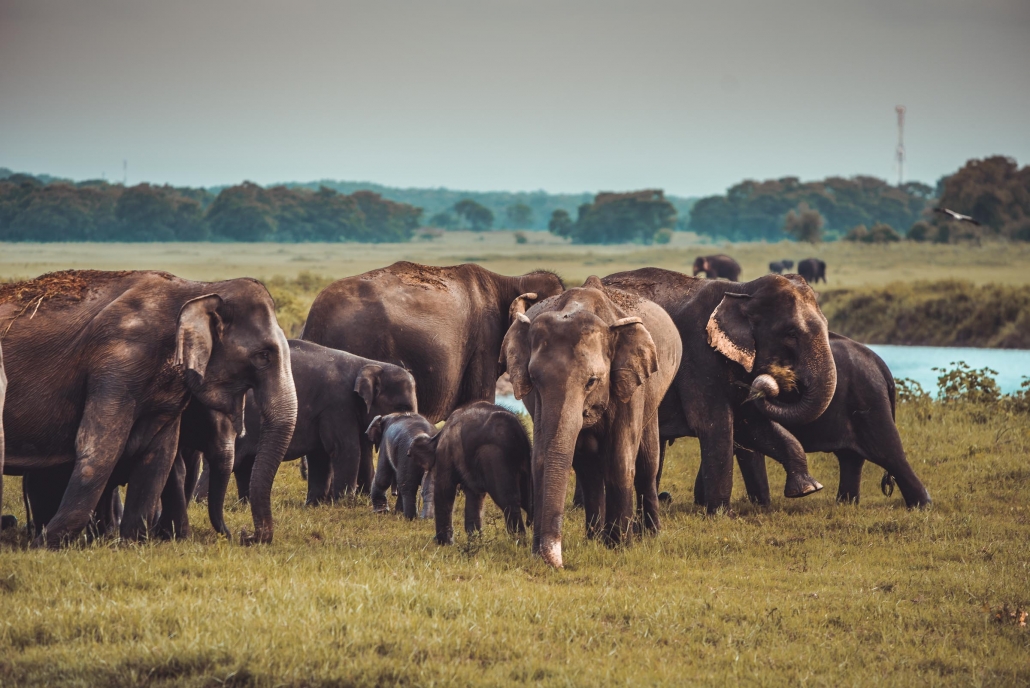 Kaudulla National Park | The Wildlife Jeep Safari In Sri Lanka