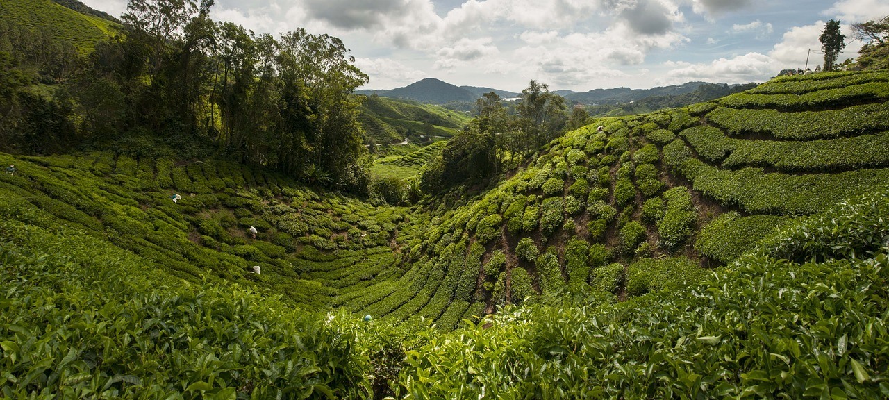 Cameron Highlands, Malaysia Itinerary Two Weeks