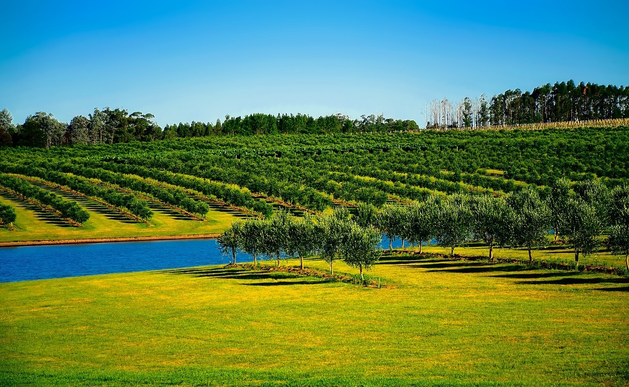 Uruguay Vineyard - Safest Countries in South America