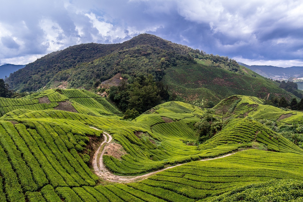 What to do in the Cameron Highlands - Malaysia Itinerary