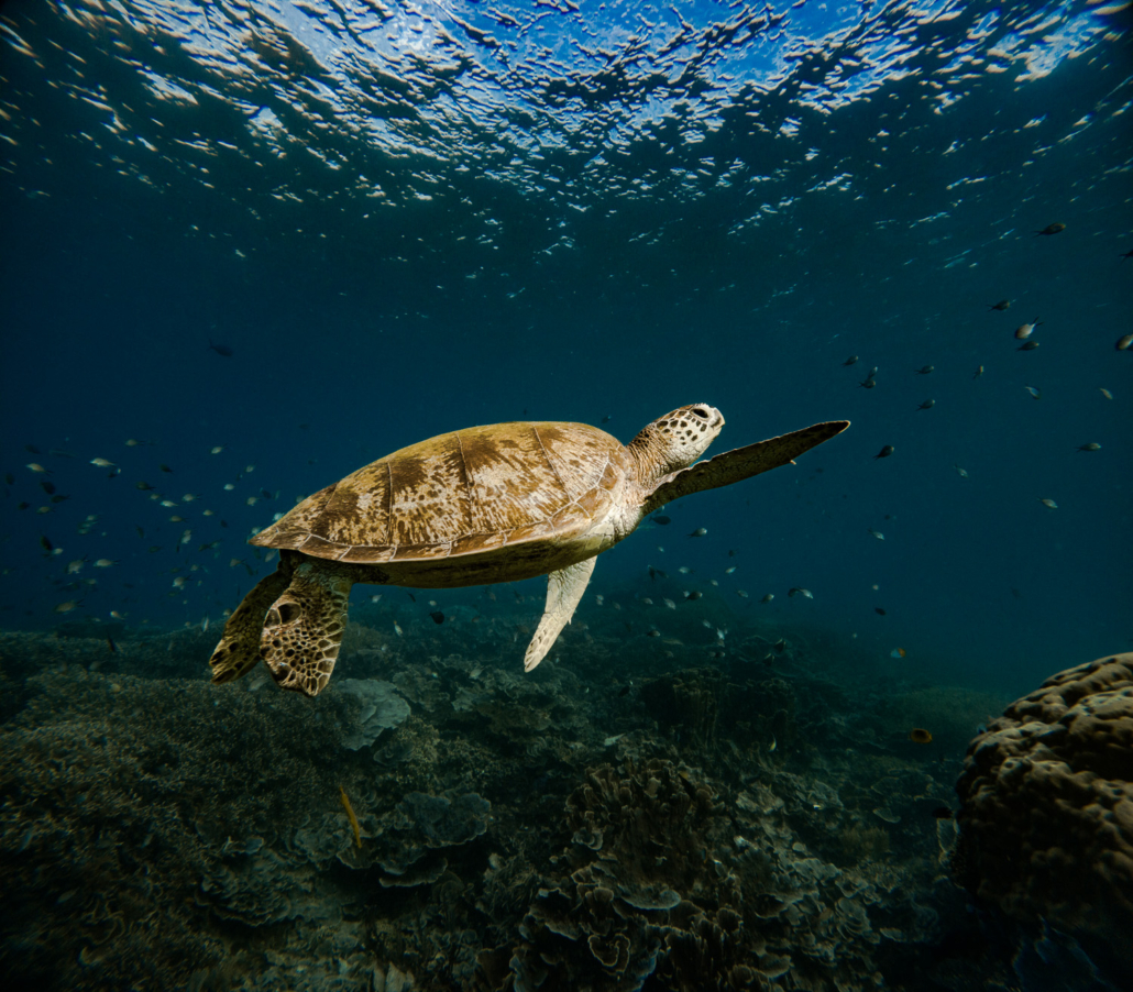 Uber Scuba Komodo Amalia Review: Diving in Paradise