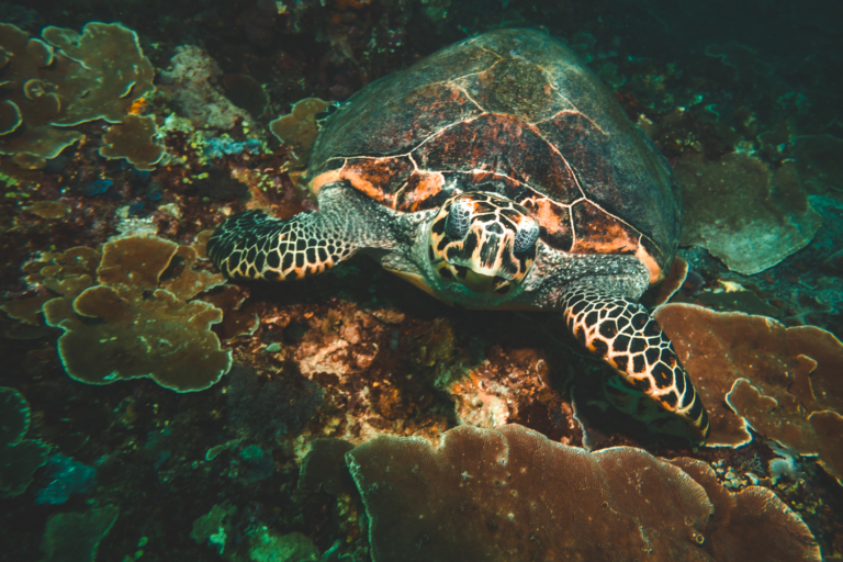 Uber Scuba Komodo Amalia Review: Diving in Paradise