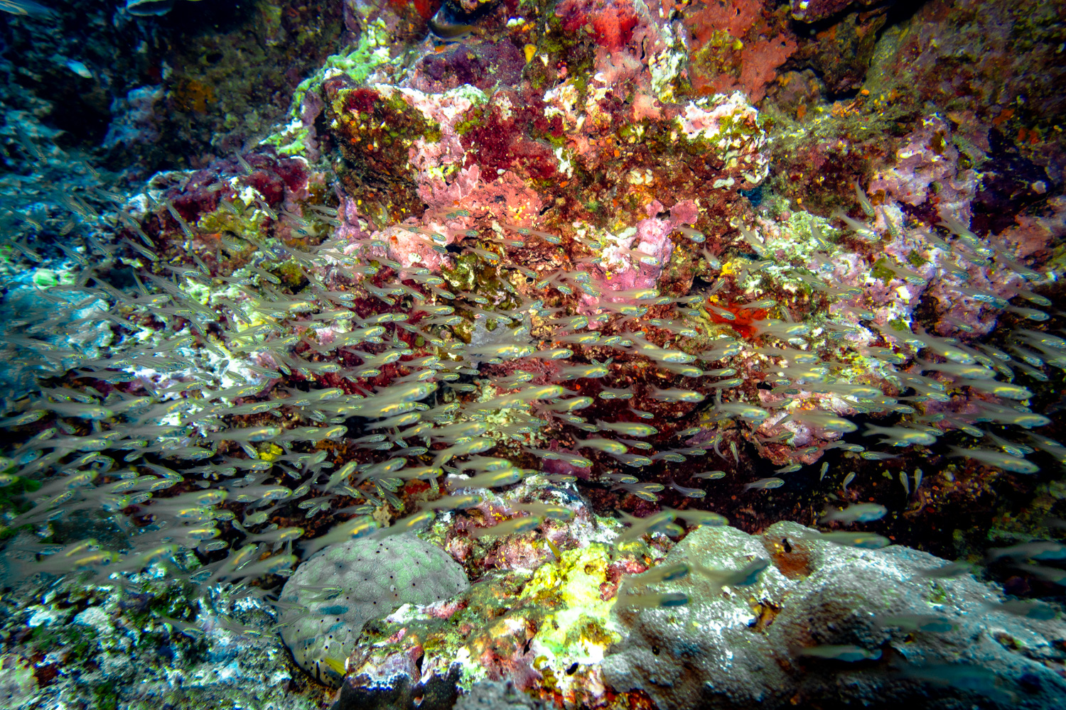 Similan Islands Marco Polo Liveaboard Review