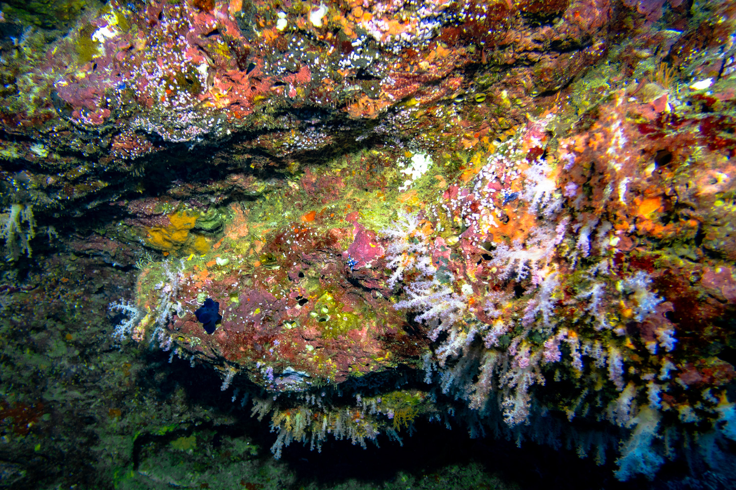 Similan Islands Marco Polo Liveaboard Review