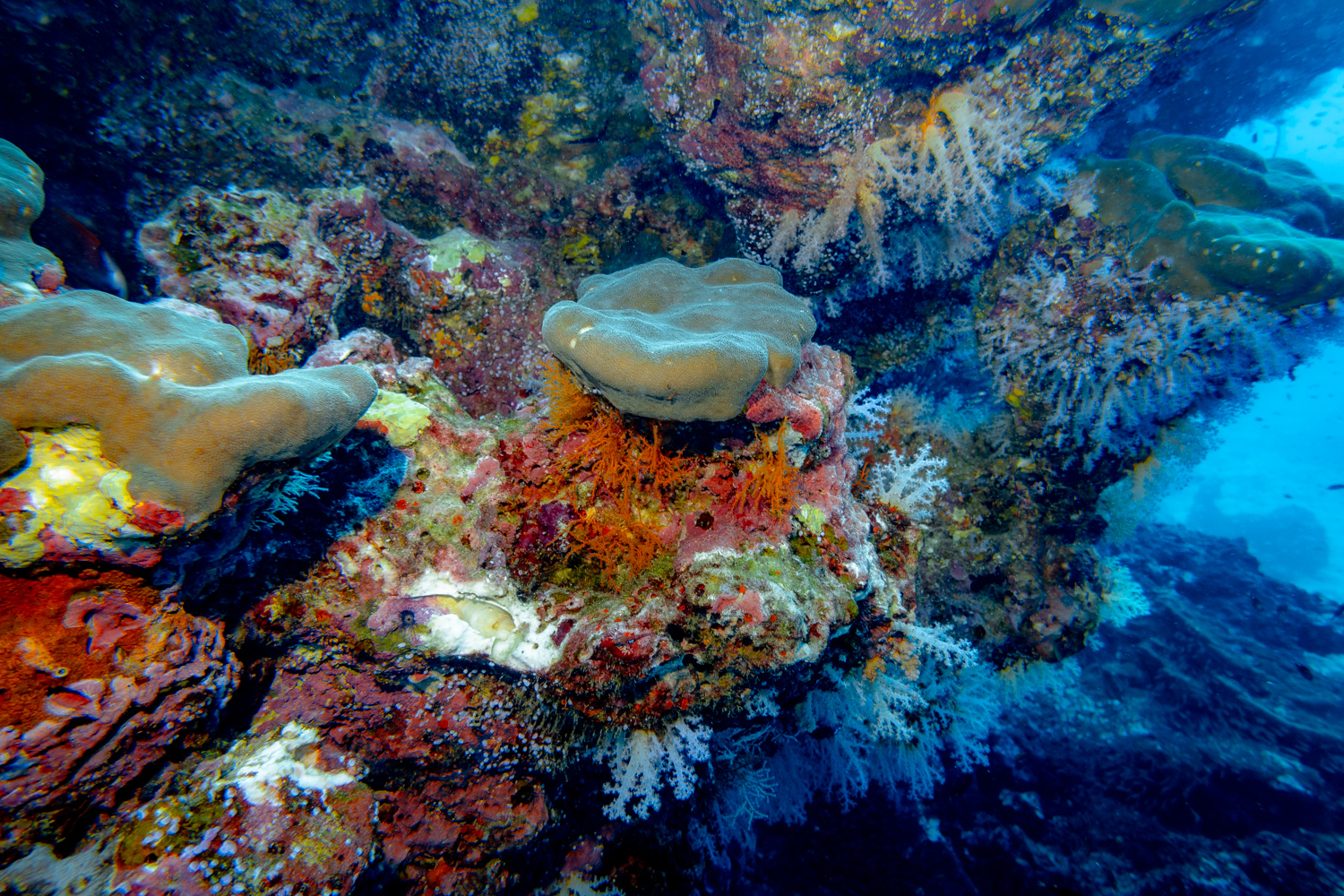 Similan Islands Marco Polo Liveaboard Review