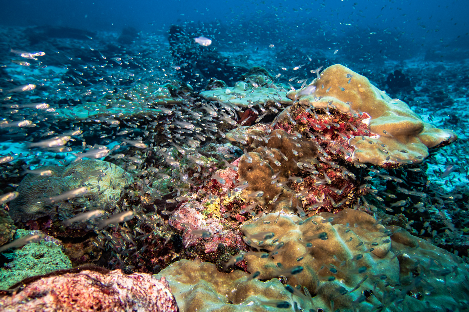 Similan Islands Marco Polo Liveaboard Review