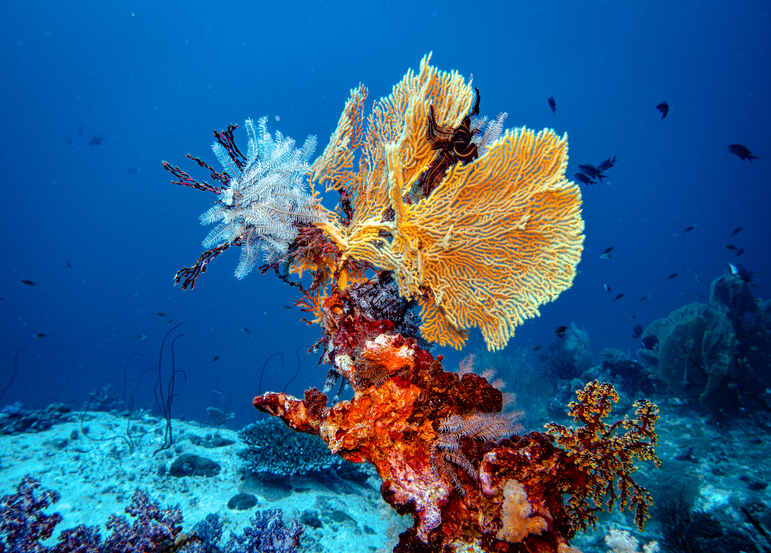 Similan Islands Marco Polo Liveaboard Review