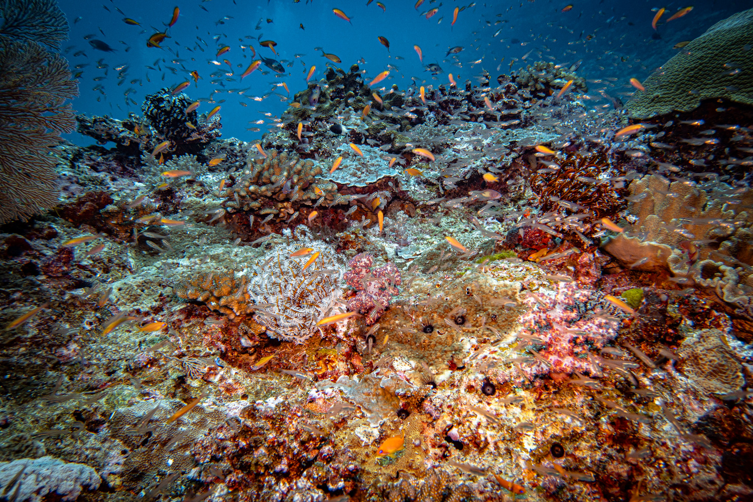 Similan Islands Marco Polo Liveaboard Review