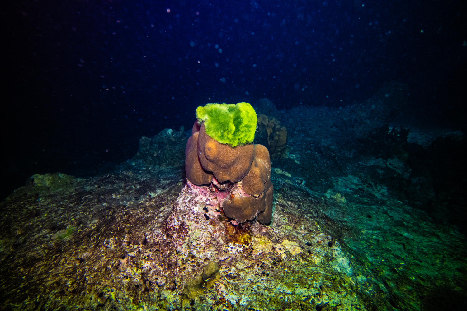 Similan Islands Marco Polo Liveaboard Review