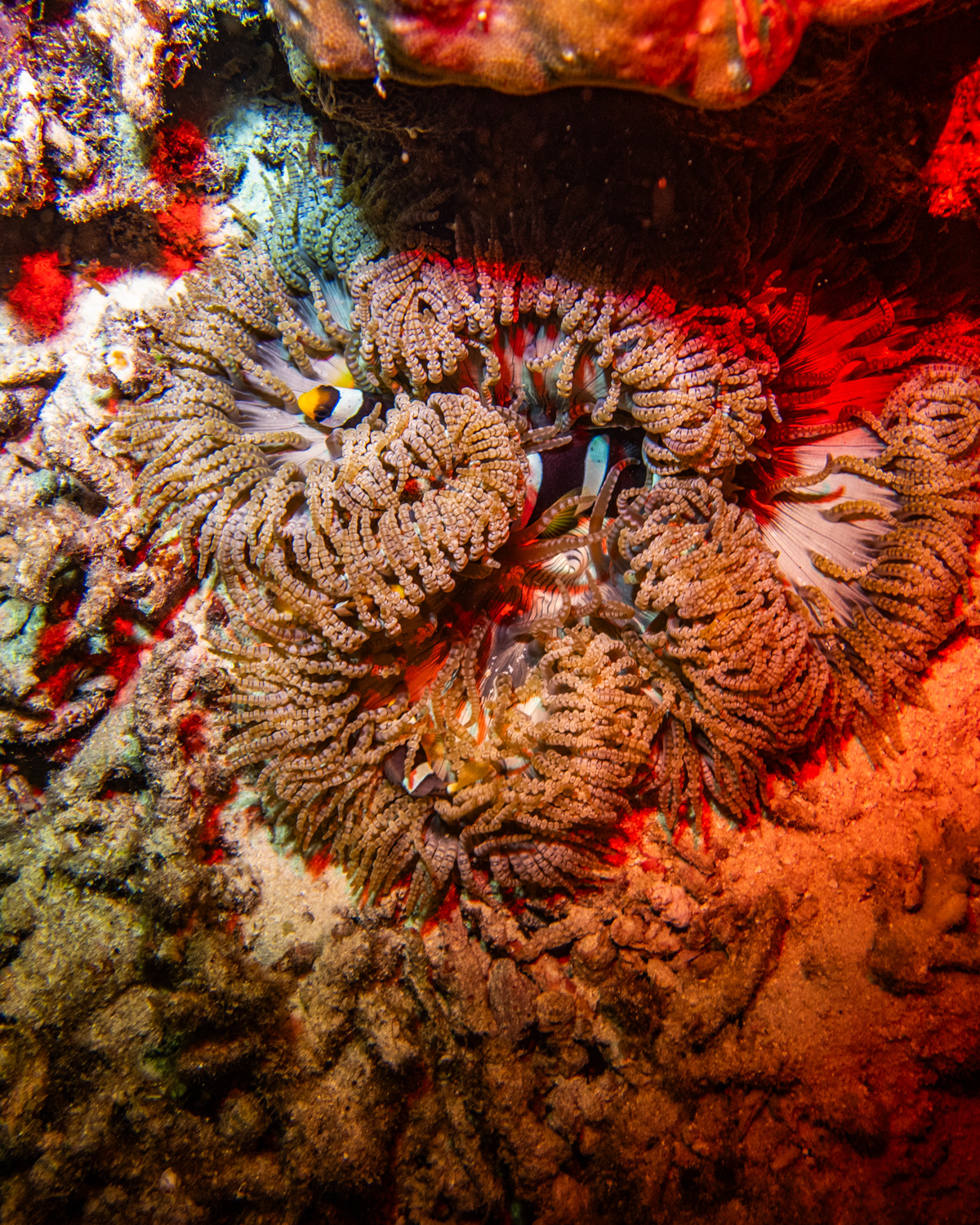 Similan Islands Marco Polo Liveaboard Review