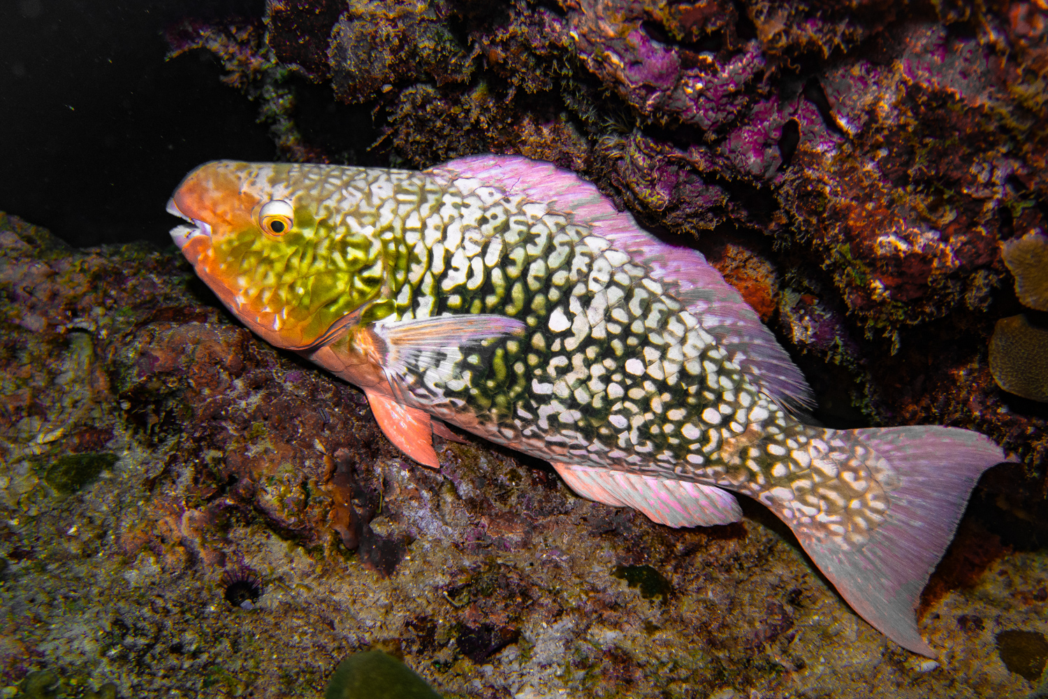 Similan Islands Marco Polo Liveaboard Review