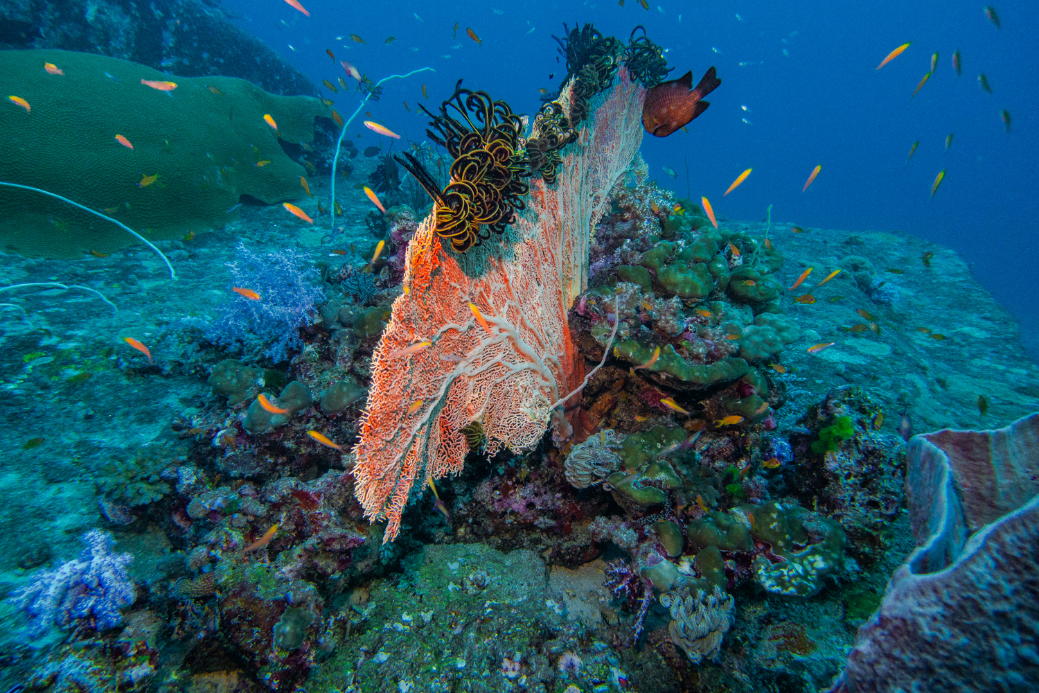 Similan Islands Marco Polo Liveaboard Review