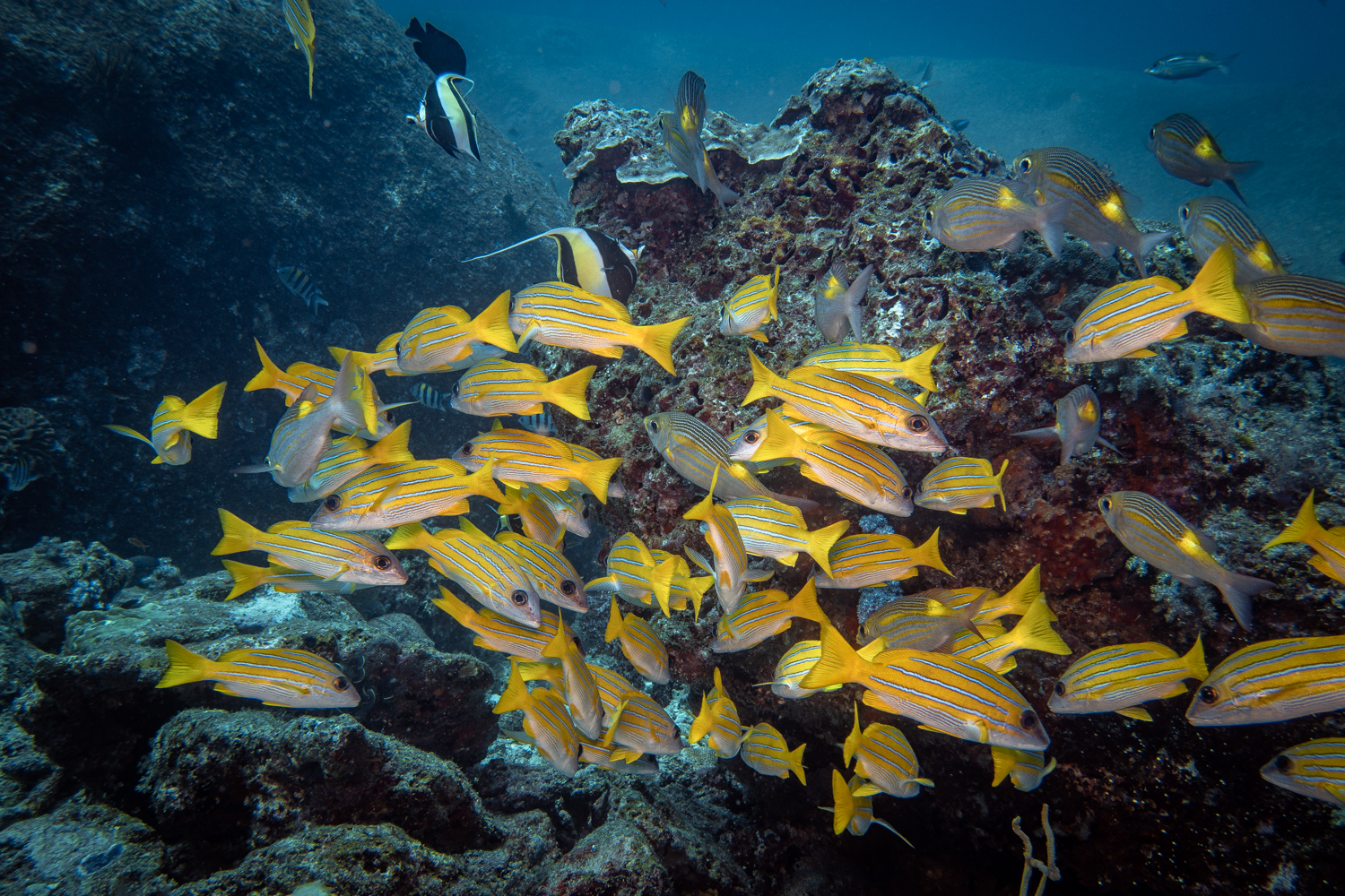 Similan Islands Marco Polo Liveaboard Review