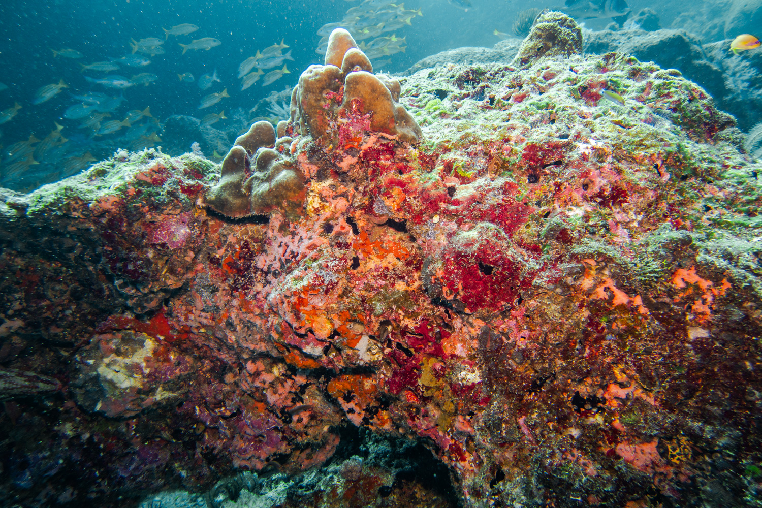 Similan Islands Marco Polo Liveaboard Review