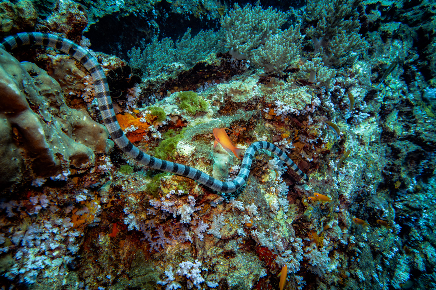 Similan Islands Marco Polo Liveaboard Review