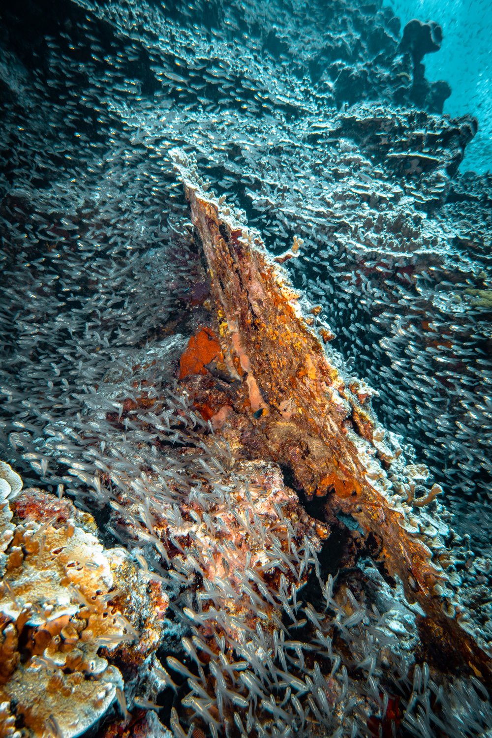 Similan Islands Marco Polo Liveaboard Review