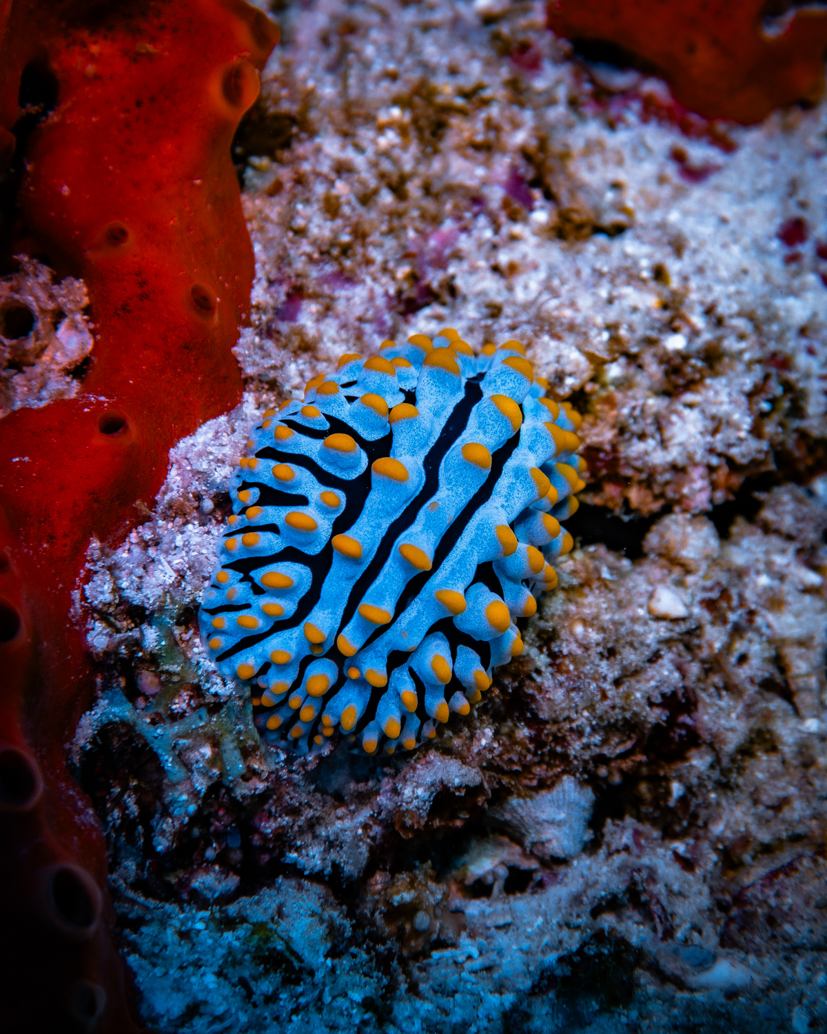 Similan Islands Marco Polo Liveaboard Review