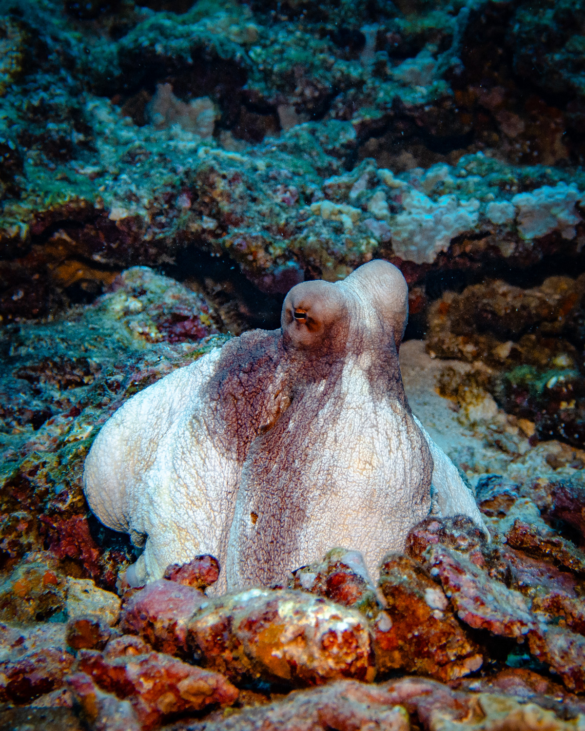 Similan Islands Marco Polo Liveaboard Review